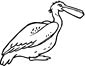 Pelican coloring page