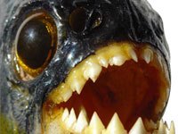 Piranha teeth
