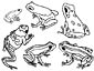 Poison Dart Frog coloring page