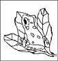Poison Dart Frog coloring page