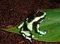 Poison Dart Frog wallpaper