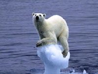 Polar Bear on a floating ice block