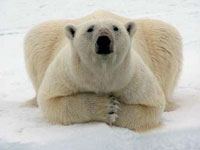 Polar Bear chilling out