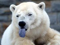 Polar Bear sticking out his tongue