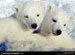 polar bear desktop wallpapers