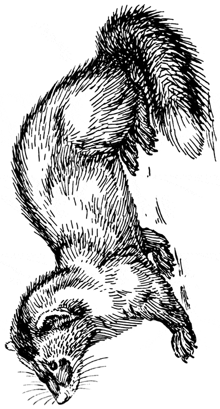 free Polecat coloring page