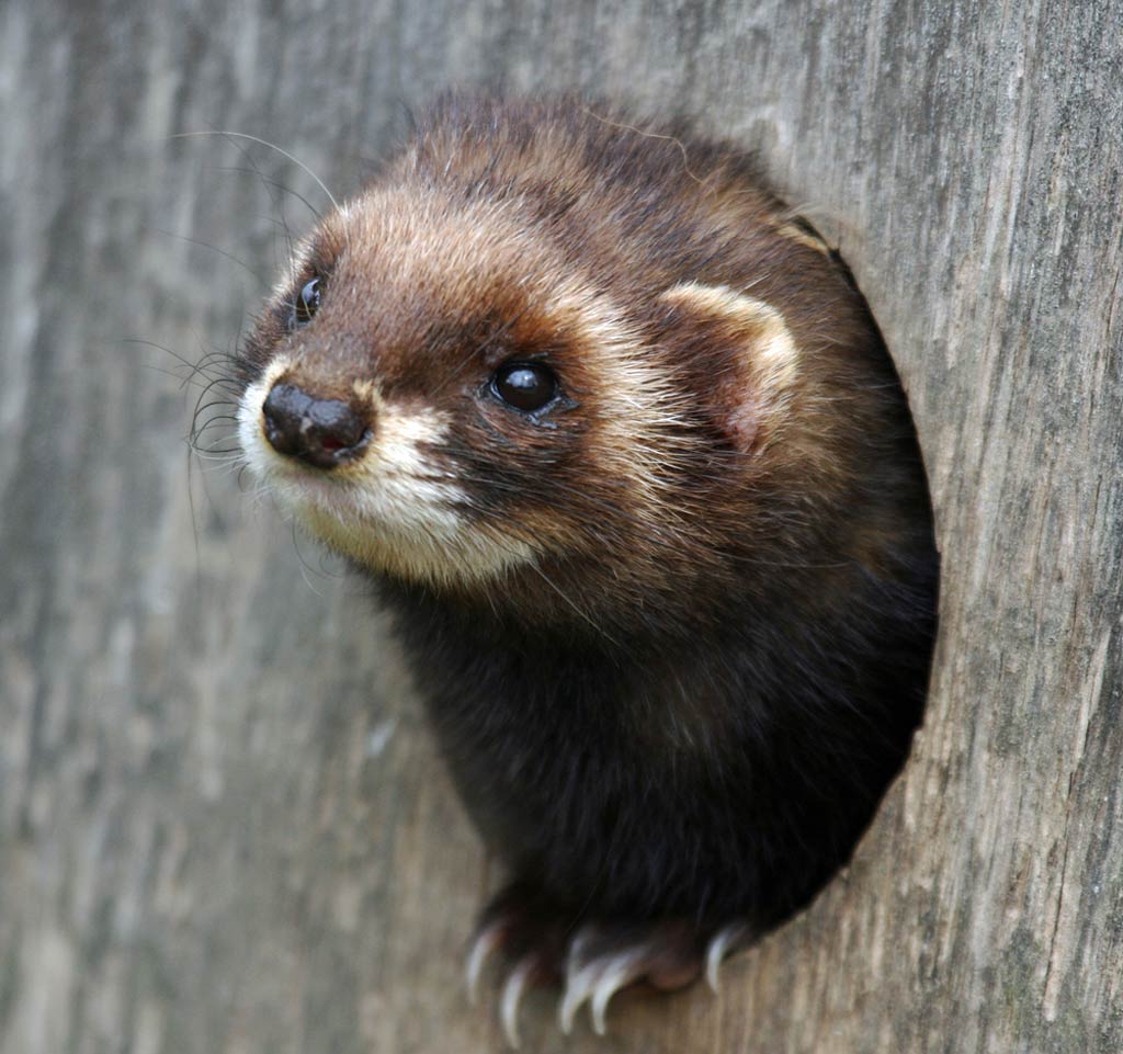 free Polecat wallpaper wallpapers and background