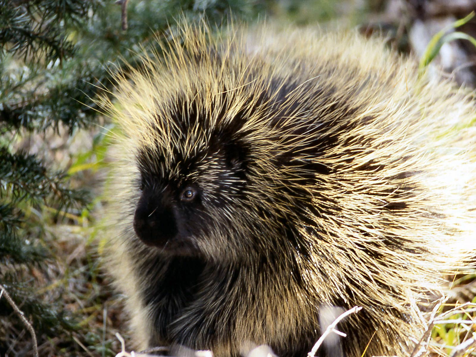 free Porcupine wallpaper wallpapers and background
