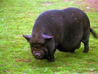 Black Potbellied Pig