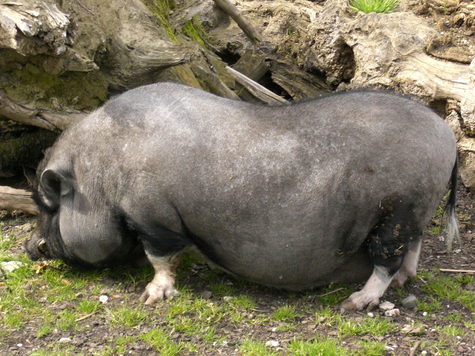 free Potbellied Pig wallpaper wallpapers download