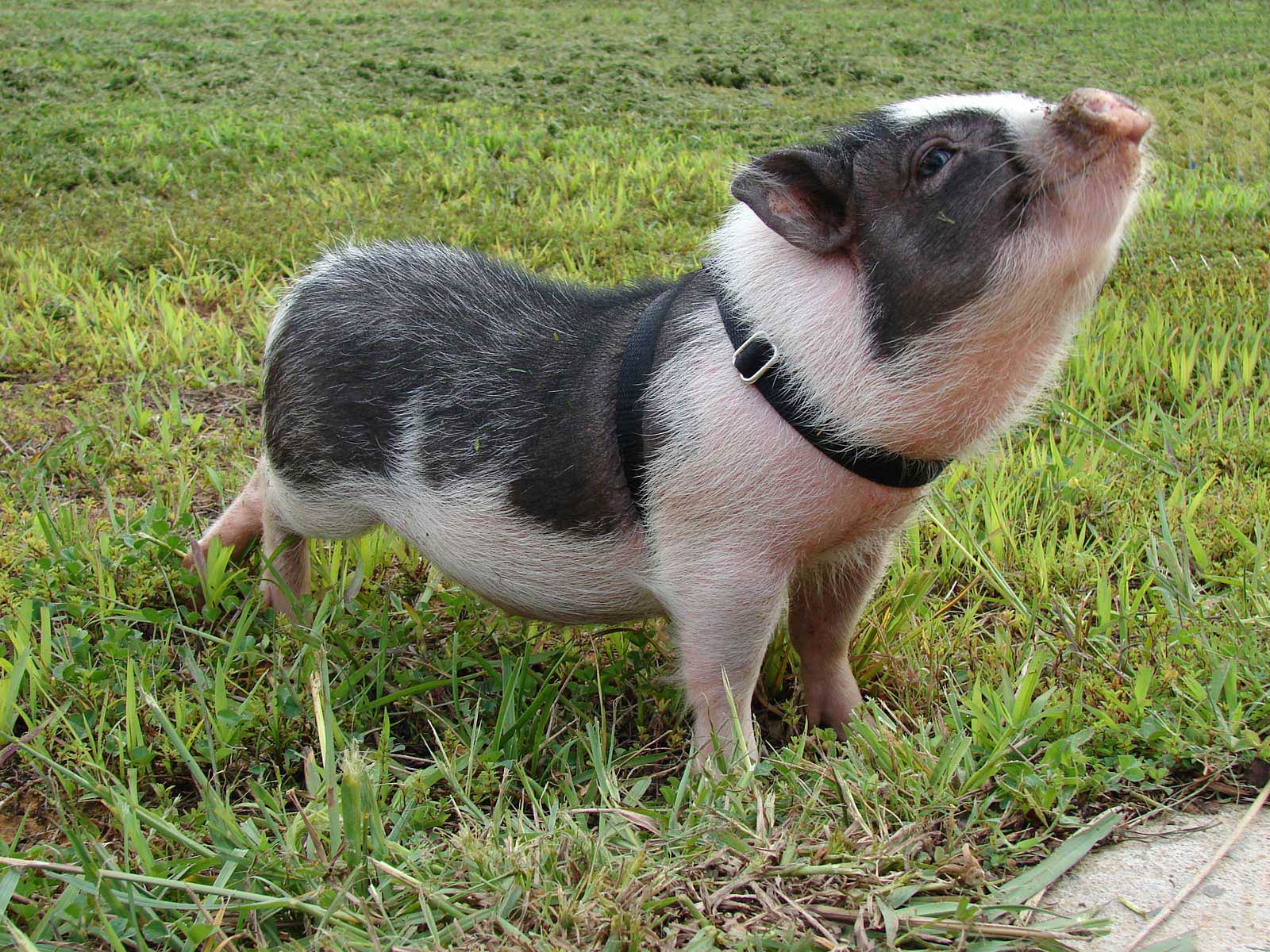 free Potbellied Pig wallpaper wallpapers download