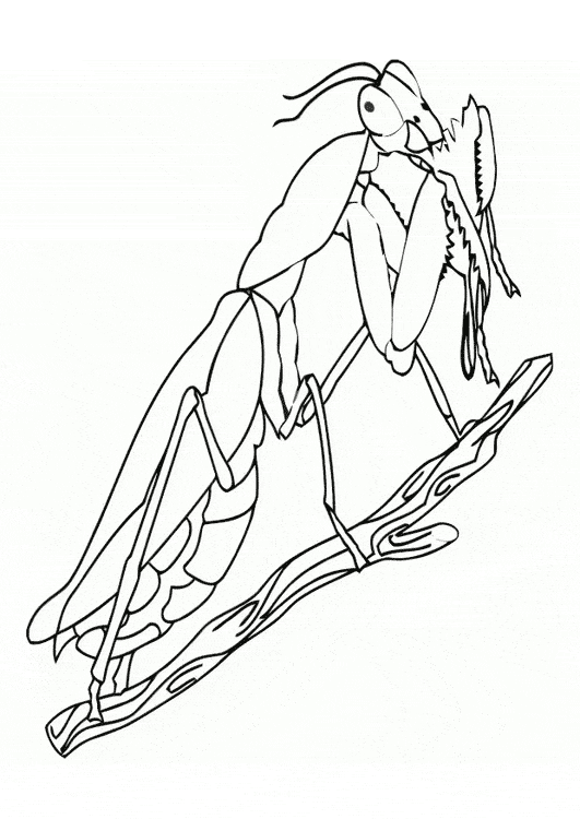 free Praying Mantis coloring page