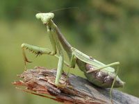 Praying Mantis on a branch