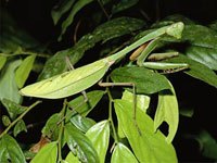 Praying Mantis disguised as a leaf