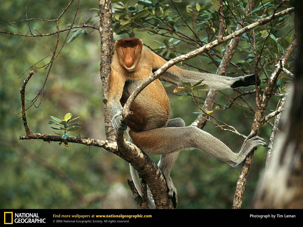free Proboscis Monkey wallpaper wallpapers and background