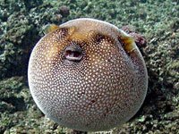 Inflated pufferfish What does a pufferfish look like
