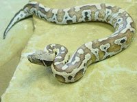 Python picture