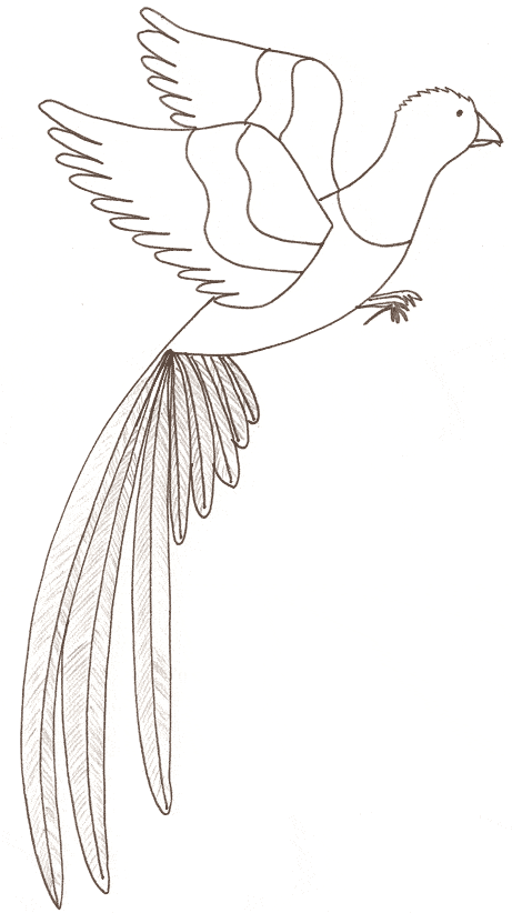 quetzals of guatemala coloring pages - photo #18