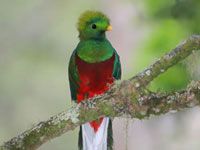 Quetzal on a branch