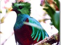 Quetzal image