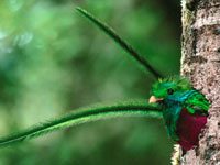Quetzal in a tree