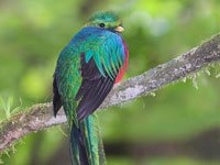 Quetzal photo