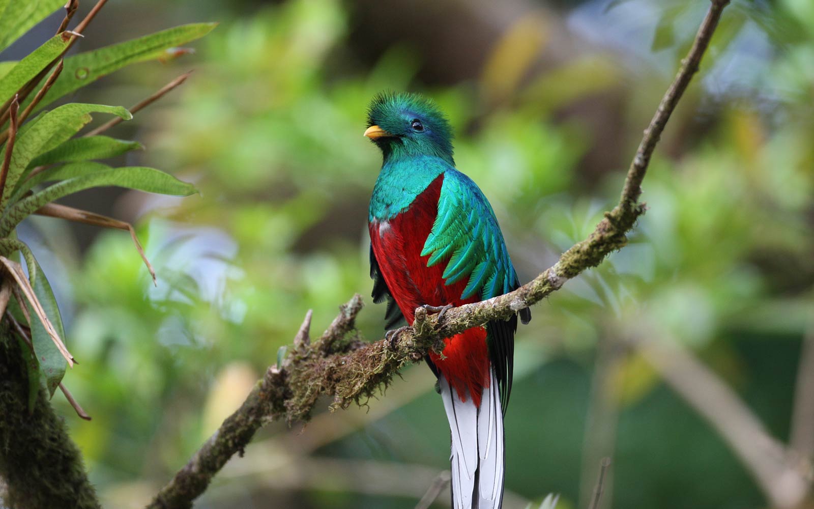 free Quetzal wallpaper wallpapers download