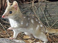What does a quoll look like?