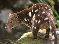 Quoll on a rock
