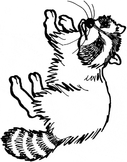 raccoon mask coloring pages - photo #21
