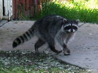 Raccoon picture