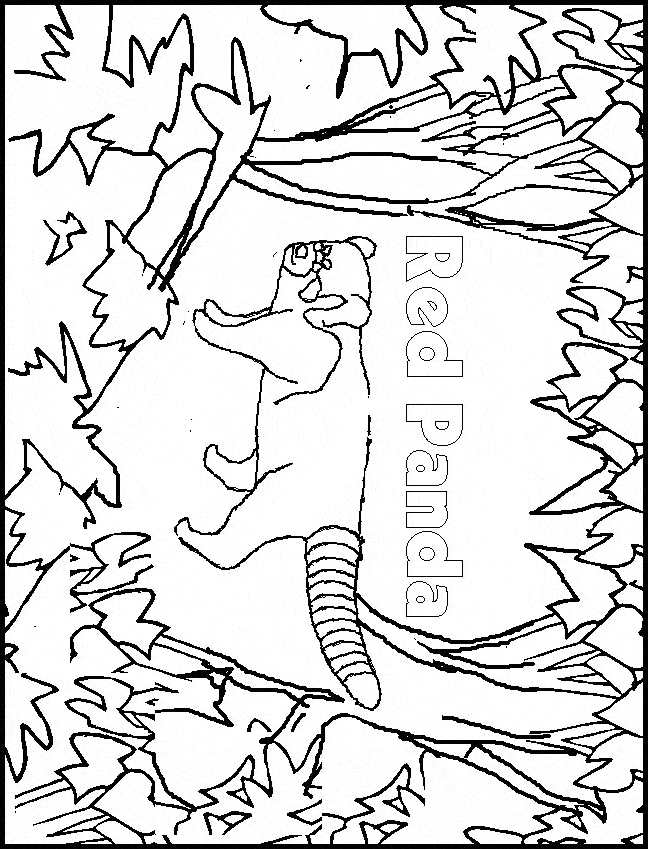 free Red Panda coloring page