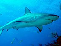 Reef Shark image