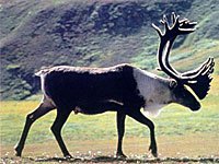 Reindeer picture