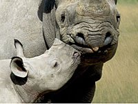 Rhinoceros image