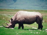 Rhinoceros picture