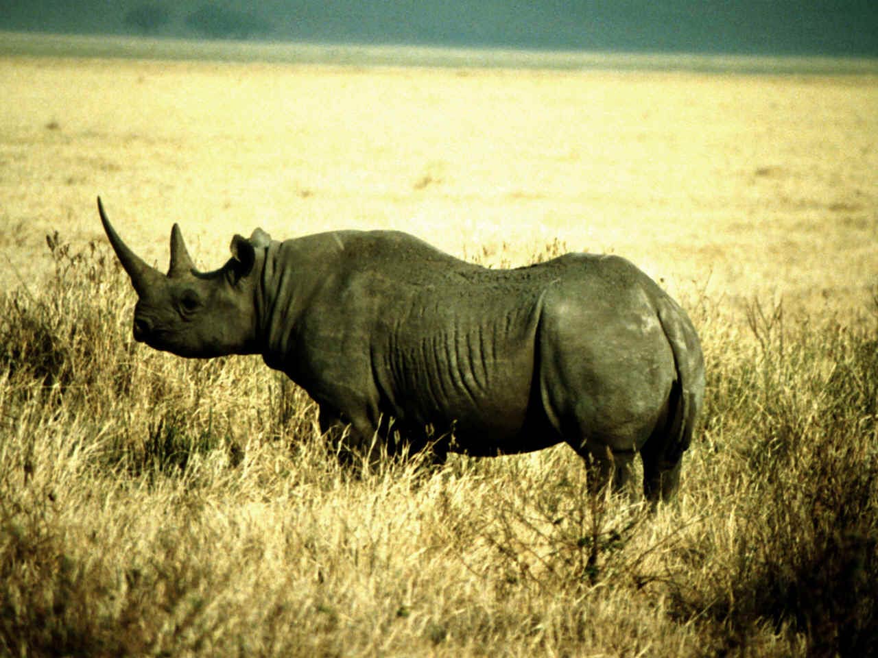 free Rhinoceros wallpaper wallpapers download