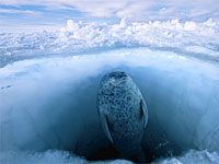 Ringed Seal picture