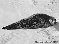 Ringed Seal in the snow