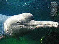 River Dolphin picture
