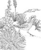 Roadrunner coloring page