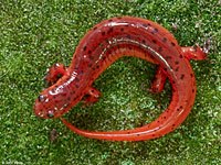 Salamander picture