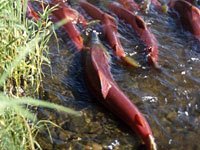 Salmon in a stream