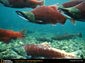 Salmon wallpaper