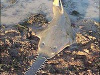 Sawfish image