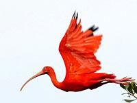 Scarlet Ibis image