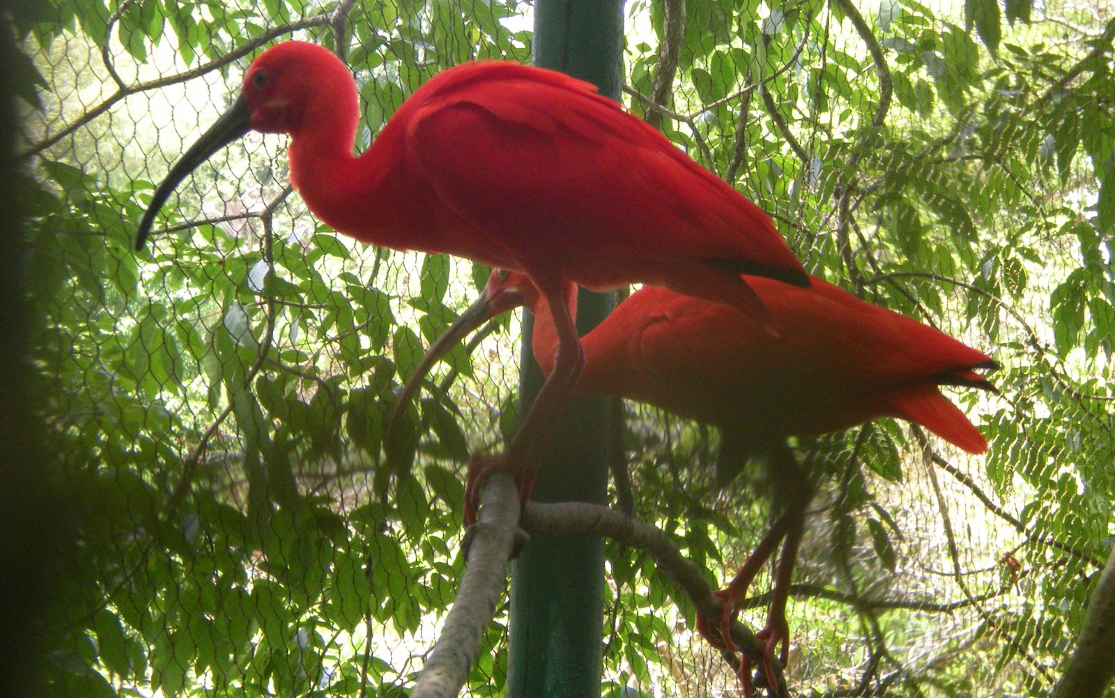 free Scarlet Ibis wallpaper wallpapers and background