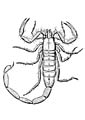 printable scorpion