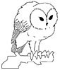 Screech Owl coloring page
