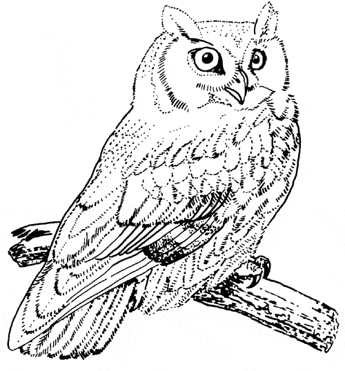 free Screech Owl coloring page